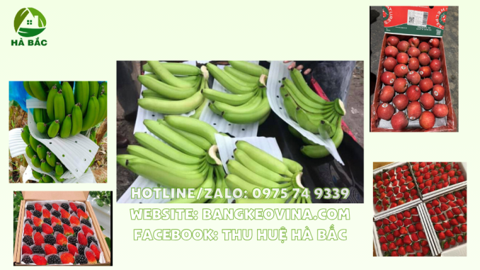 mieng-xop-lot-trai-cay-gia-re