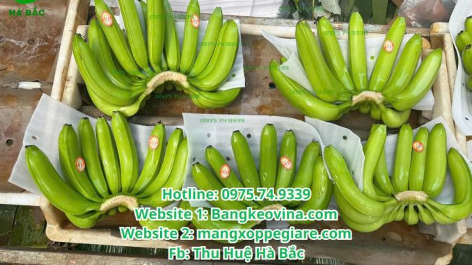 tam-foam-duc-lo-lot-chuoi-gia-re-2025