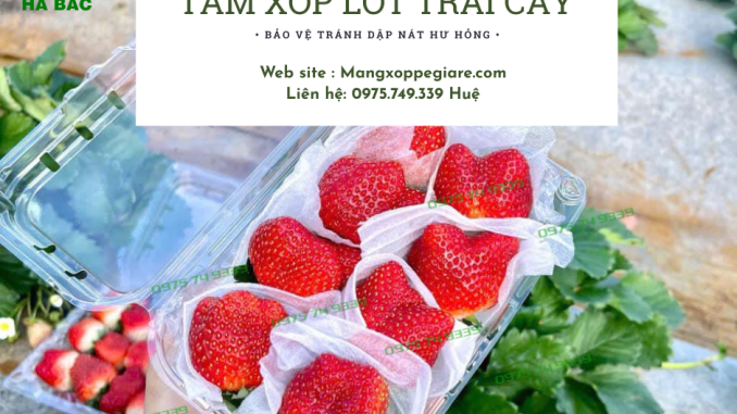 xop-lot-trai-cay-pe-foam-gia-re xop-lot-trai-cay-pe-foam-gia-re