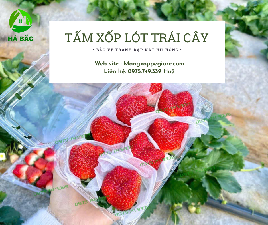 xop-lot-trai-cay-pe-foam-gia-re